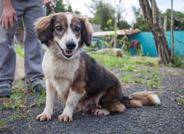 Centro de Bem-Estar Animal de Canoas continua com adoções mesmo em meio à pandemia