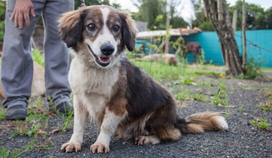 Centro de Bem-Estar Animal de Canoas continua com adoções mesmo em meio à pandemia