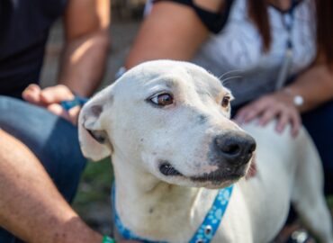 Mesmo sob as restrições da pandemia, Centro de  Bem-Estar Animal realiza 2 mil atendimentos em quatro meses