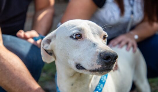 Mesmo sob as restrições da pandemia, Centro de  Bem-Estar Animal realiza 2 mil atendimentos em quatro meses