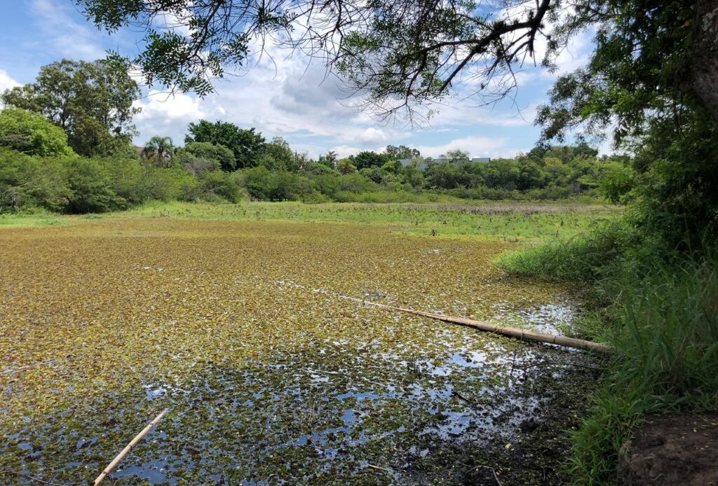 prefeitura-de-canoas-promove-limpza-da-lagoa-do-capão-do-corvo-.jpeg