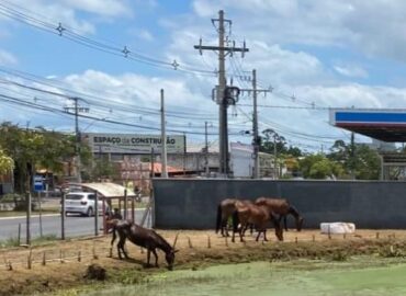 Prefeitura manda nota sobre a questão dos cavalos no <strong><em>Sebea</em></strong>