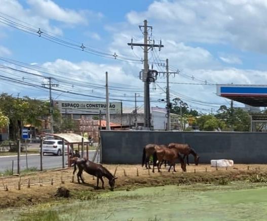 Prefeitura manda nota sobre a questão dos cavalos no <strong><em>Sebea</em></strong>